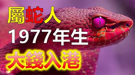 1977生肖蛇 四柱全陽